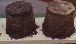 Causes of winter-injury in container grown nursery stock